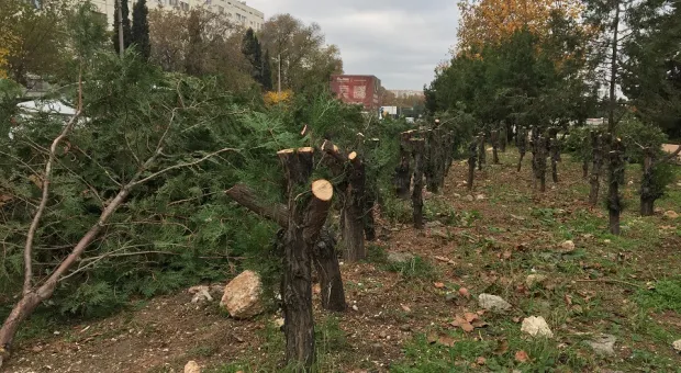 Потом будет красиво: в Севастополе спилили полсотни многолетних туй под живую изгородь