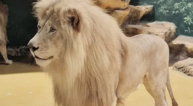 Новости Крыма - Начальник инспекции по труду выругался матом на совещании у главы Крыма