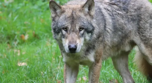 Крымчанин жестоко избил волка на глазах у ребенка