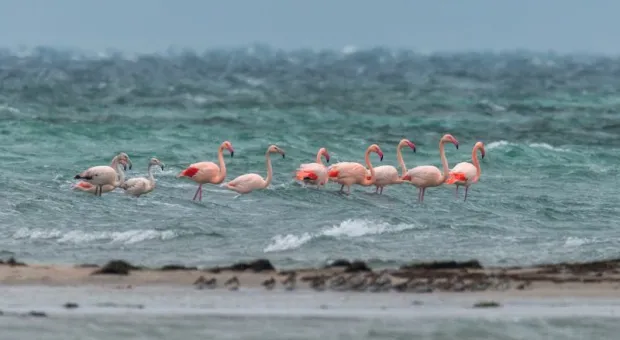 В Крым прилетела стая розовых фламинго (ФОТО)