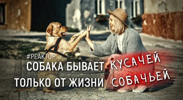 Почему лохматые бродяги Севастополя обречены на собачью жизнь? ForPost-Реактор