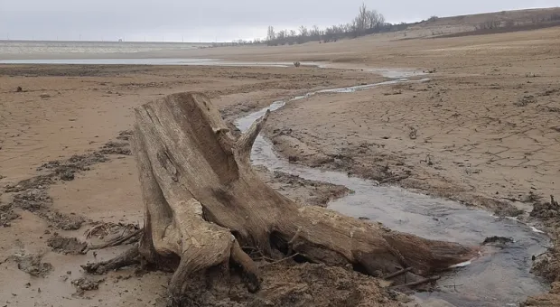 Новости Крыма - Крымчане встретили на пляже опасного стервятника