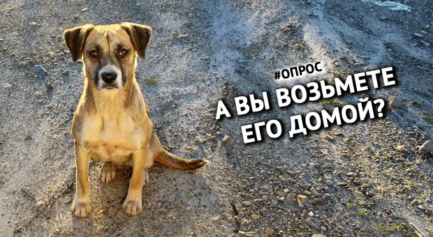 «А вы готовы приютить бродячую собаку?» — опрос на улицах Севастополя
