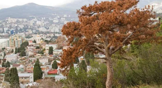 Новости Крыма - Ялта готова принять скандальный памятник Аленке из Нововоронежа