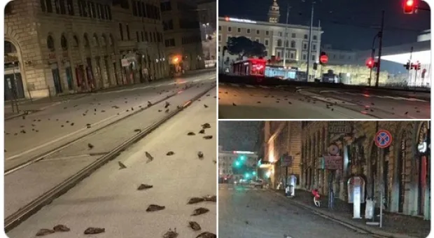 В Италии в канун Нового года пошел "дождь" из мертвых птиц