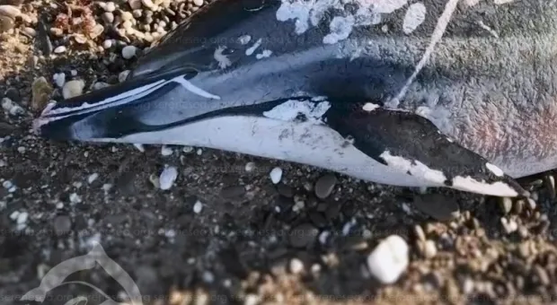 Похожий на косатку дельфин убит в Крыму