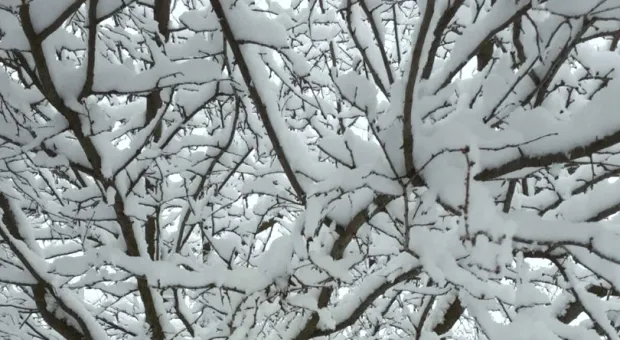 Новости Севастополя - В Севастополе не снижается смертность и заболеваемость коронавирусом 