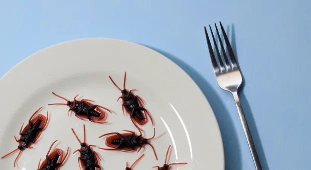 В Крым нагрянет марокканская саранча и тараканы
