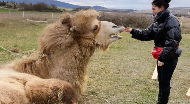 Жительница Севастополя спасла верблюда от продажи на мясо 