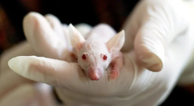 Крымские ученые покупают 30 мышей за миллион рублей