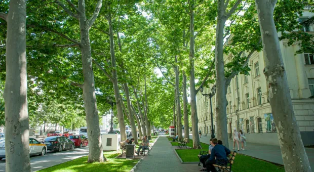 «Наш город особый»: в Севастополе появится перечень мемориальных деревьев