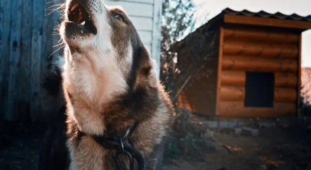 На свиноферму в западном Крыму свезут агрессивных собак
