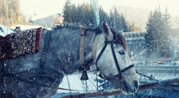 Из-за снегопада крымчане пересели на коней