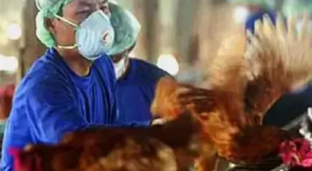 В России выявили первое в мире заражение людей птичьим гриппом H5N8