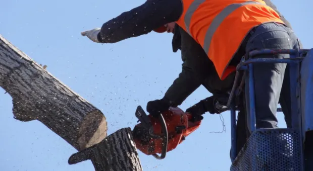 Уничтожение деревьев в ООПТ Севастополя может стоить уголовного преследования