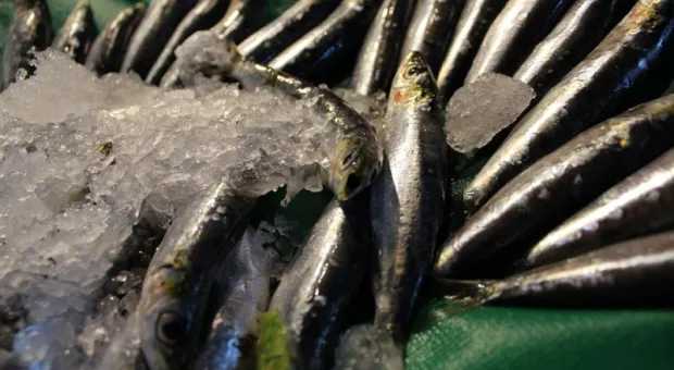 Крымчан пугают отравленной рыбой из-за ЧП на турецком сухогрузе