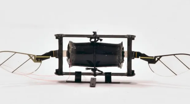 В США разработали дрон-насекомое размером со шмеля. Видео
