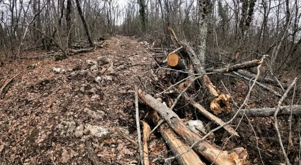 В районе Большой Севастопольской тропы обнаружили вырубку деревьев