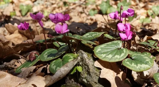 Туристы уничтожили популяцию редких первоцветов в горах Крыма