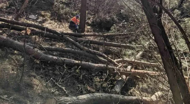 Девелопер из Москвы вырубил старинные деревья на Южном берегу Крыма