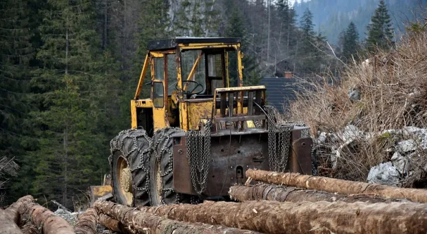 Вырубка лесов в Крыму может вызвать эпидемии