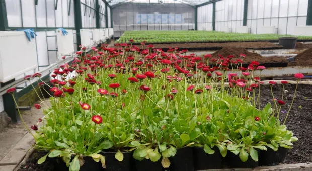 Поющий Горзеленхоз: как растят городские цветы в Крыму