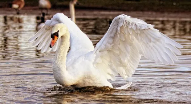 Лебедь в крымском парке чистит пруд от водорослей