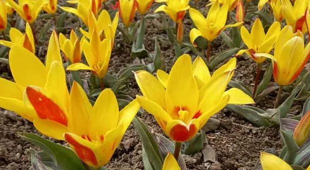В старейшем ботаническом саду Крыма распустились тюльпаны