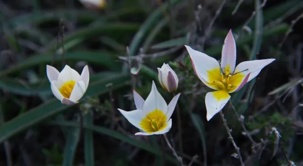 В Крыму расцвели необычные дикие тюльпаны
