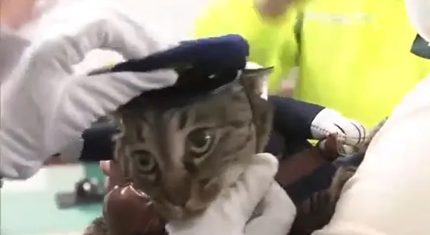 Японская кошка стала главой полицейского управления на день