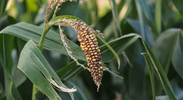 Крым больше не выращивает кукурузу, рис и сою