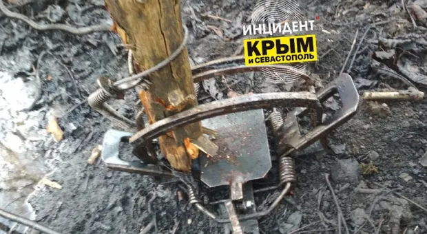 В крымских лесах начали находить смертельные капканы