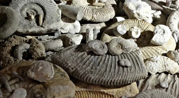Знаменитый палеонтологический музей Севастополя ютится в гараже
