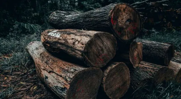 В столице Крыма устроят настоящую зачистку деревьев