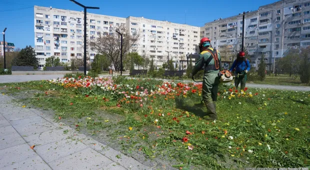 «Черный юмор»: в Севастополе скосили клумбу с тюльпанами