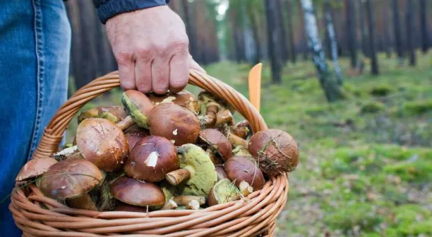 И Родина щедро: в России ужесточили правила сбора грибов, ягод и берёзового сока