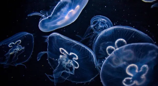 Крымский берег спасет от медуз китайская кухня