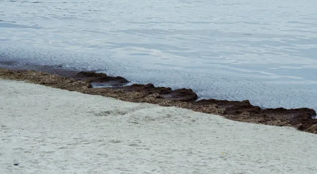 Грёб лопатой обратно в море: как очищают крымские пляжи от водорослей