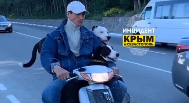 Мотоциклист поразил крымчан питбулями-эквилибристами