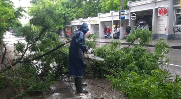 Непогода погубила в Севастополе около 40 деревьев