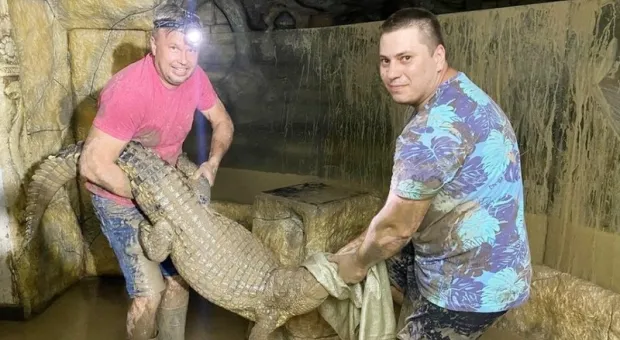 В Ялте после потопа руками спасали крокодилов 