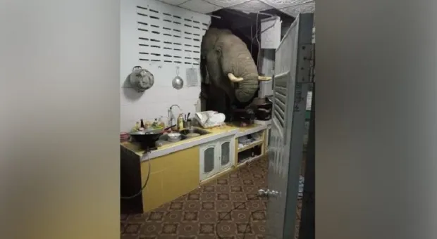 Слон ворвался в жилой дом, пробив стену. Видео