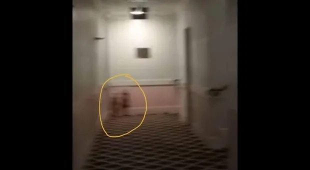 Охотники за привидениями обнаружили в гостинице «близняшек из «Сияния» 
