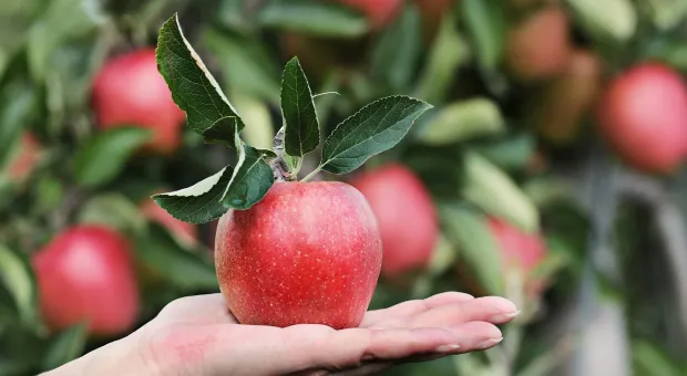 Яблоки помогают защититься от рака, но могут нанести и вред