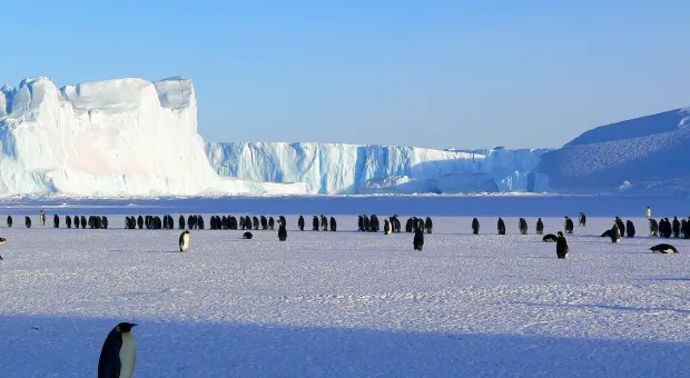 В Британии заявили, что Россия намерена захватить Антарктиду 