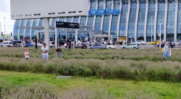 Туристы массово уничтожают лаванду на клумбе у аэропорта в Крыму