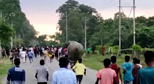 Слон насмерть растоптал мужчину. Видео