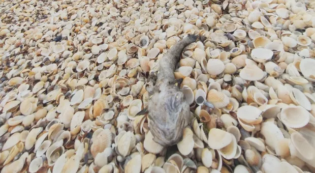 Крымские пляжи завалило мертвой рыбой