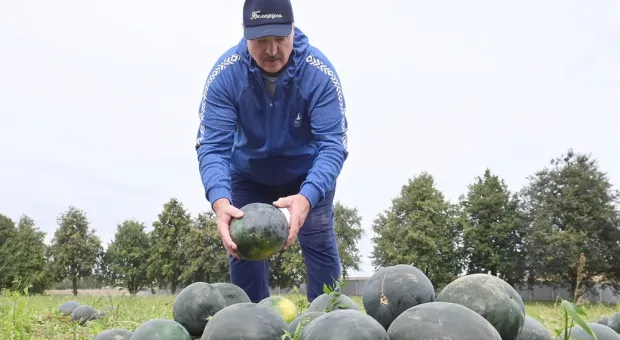 Лукашенко раскрыл причину своей любви к выращиванию арбузов и картошки. Видео