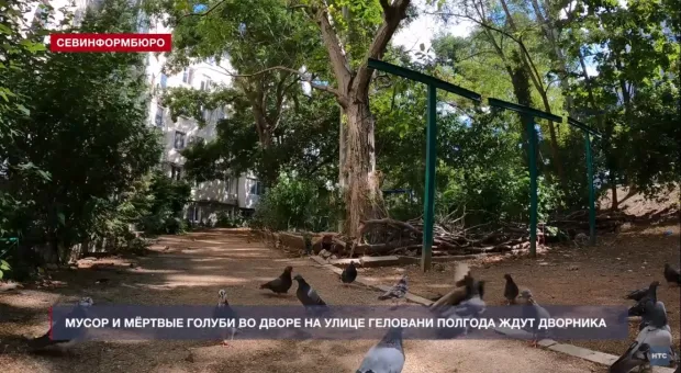 Мёртвые голуби и мусор более полугода ожидают дворника в севастопольском дворе